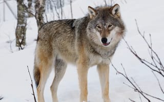 Картинка predator, animal, Canis lupus, Eurasian wolf