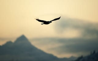 Обои свобода, спокойствие, птица, небо, разное, размытие, орел, природа, полет