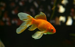Картинка orange, goldfish, veiltail, swim, gold and white fish, gold fish