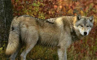 Картинка nature, predator, Canis lupus, wildlife, animal, wolf, portrait