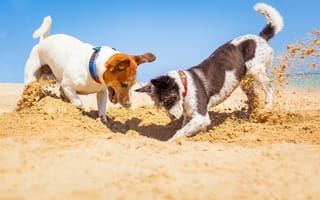 Картинка Песок, Пляж, Собаки, Двое, Beach, Jack Russell Terrier, Sand, Джек-рассел-терьер