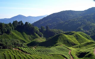 Картинка горы, Индия, Beautiful Tea Fields, Чайные Поля
