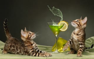 Картинка бокал, котята, парочка, Светлана Писарева, Бенгальская кошка, коктейль