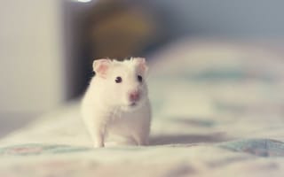 Картинка white, animals, hamster