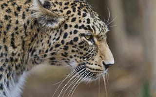 Картинка кошка, персидский, профиль, ©Tambako The Jaguar, леопард