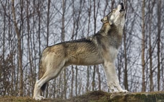 Картинка nature, predator, wildlife, Canis lupus, wolf, portrait, animal, wolf-howling