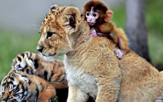 Картинка monkey, animals, playing, tigercub, lioncub