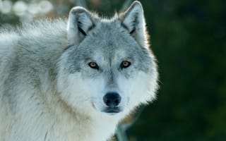 Картинка nature, snow, wolf, wildlife, animal, predator, Canis lupus, horizontal