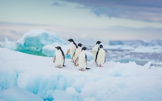 Картинка animals, birds, Adélie, penguins, in Antarctica, cod