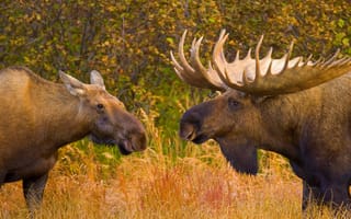 Картинка canada, animal, wildlife, king deer, moose