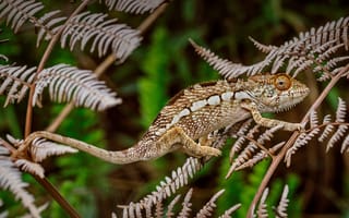 Картинка animal, chameleon, Panther chameleon, lizards