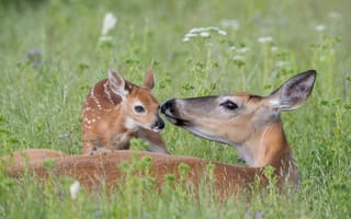 Картинка USA, White, animal, Montana, deer, tailed, doe and newborn fawn, wildlife