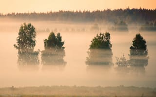 Картинка пейзаж, природа, утро, туман