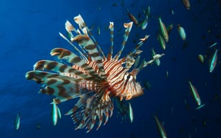 Картинка animal, wildlife, marine fish, venomous, A-Lionfish
