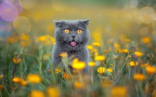Картинка язык, кошка, луг, удивление, Британская короткошёрстная кошка, цветы, мордочка, взгляд