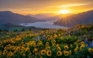 Картинка закат, цветы, Орегон, река, луг, горы, Oregon, Columbia River