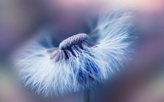 Картинка flower, garden, dandelion, dandelion seed