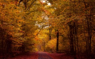 Картинка осень, лес, деревья, листва