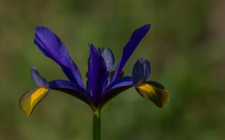 Картинка лето, макро, природа, никонд610, ирис голландский, токина