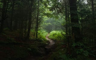 Картинка лес, деревья, тропинка, природа
