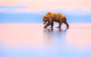 Картинка медведь, Аляска, Lake Clark, brown bear, Alaska