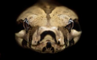 Картинка Snake, Python, Closeup, reptile, Wild