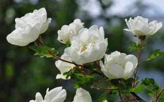 Картинка цветы, ветки, розы