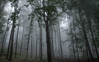 Картинка лес, деревья, природа, туман, Венгрия, Hungary