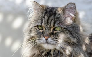 Картинка кошка, кот, котейка, портрет, взгляд, мордочка