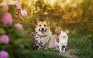 Картинка кошка, лето, собака, цветы, сад, кот, друг, взгляд