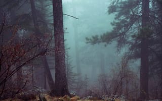 Картинка осень, лес, утро, деревья, природа, туман