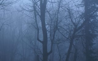 Картинка лес, деревья, природа, туман, сумерки