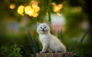 Картинка пень, котёнок, Юрий Коротун, колода, голубые глаза