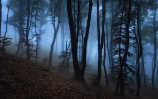 Картинка лес, деревья, туман, сумерки, природа