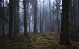 Картинка лес, деревья, туман, природа