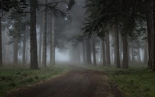 Картинка туман, просека, утро, туманное утро, туманный лес, Лес