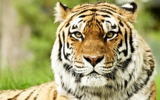 Картинка дикие кошки, хищники, морда, морды, сибирские тигры