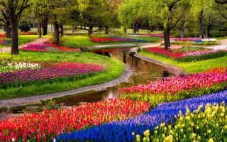 Картинка деревья, spring, beautiful, разноцветные, цветы, walk, park, мускари, восход, парк, trees, тюльпаны, tulips, flowers, синие, пруд