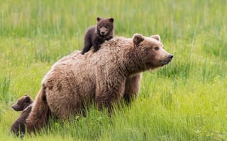 Картинка поле, трава, медведица, мать, медвежонок, поза, детёныш, медведь