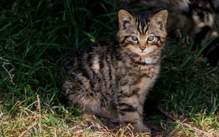 Картинка кошка, трава, мордашка, взгляд, котёнок, свет, милая, поляна