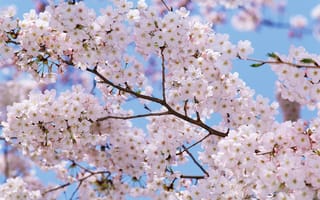 Картинка цветы, ветки, сакура