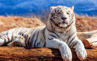 Картинка морда, лапы, бревно, красавец, дикая кошка, белый тигр