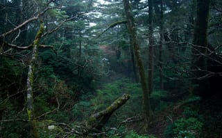 Картинка лес, деревья, Якусима, Japan, природа, префектура Кагосима, Yakushima, Япония