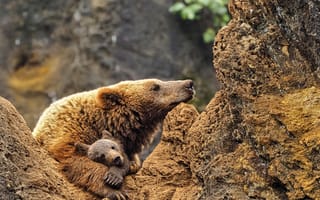 Картинка animals, wildlife, cub, brouwn bear, mother bear