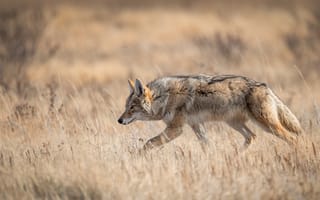 Картинка Canada, animal, wildlife, in Banff, coyote
