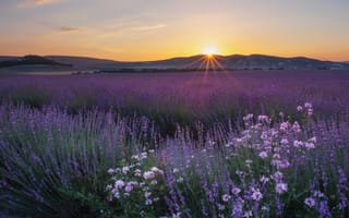 Картинка поле, закат, цветы, Крым, Бахчисарайский район, Россия, лаванда, горы