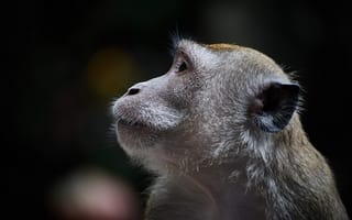 Картинка animal, wildlife, Monkey, Primate