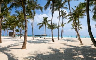Картинка beach, trees, palm trees, nature, sand