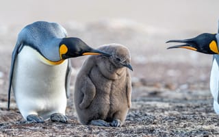 Картинка ice, baby, keiser pinguin, wildlife, cold