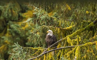 Картинка USA, Alaska, Tongass National Forest, Bald eagle